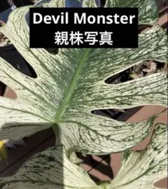『4』モンステラ　デリシオーサ　デビルモンスター　Devil Monsterのサムネイル