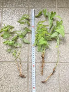 ウマノスズクサ 茎付き葉っぱ 200枚 ジャコウアゲハ 幼虫 餌 - メルカリ