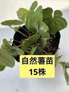 自然薯（むかご）の苗 自然薯やムカゴから芽吹いた苗 12苗 匿名 無農薬