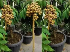 しんのすけ様 リクエスト 2点 まとめ商品