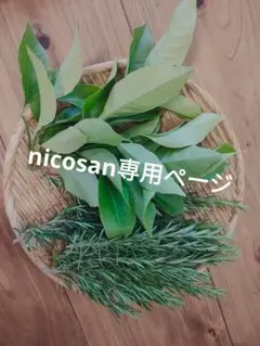 新鮮なハーブセット（ローズマリー、レモンタイム、）レモンタイム苗