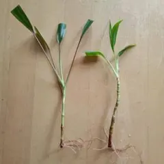 ドラセナ 根出し2本