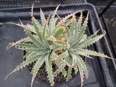 ksk様 リクエスト 2点 まとめ商品