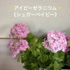 2026年最新】ゼラニウム アイビーの人気アイテム - メルカリ