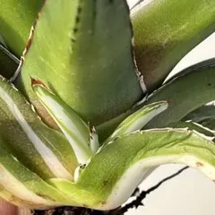 2025年最新】氷山 中斑の人気アイテム - メルカリ