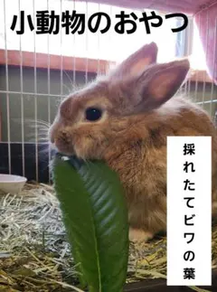 Item thumbnail for item cb054e0e-9f4d-41ba-864b-dd338eefdc50