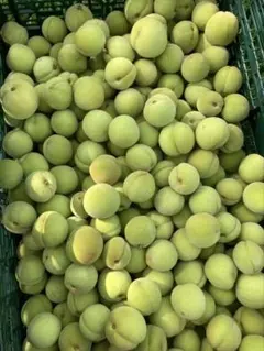 大特価❗️ラスト一箱‼️】加工用 摘果桃若桃 新潟県産4kg 農家直送