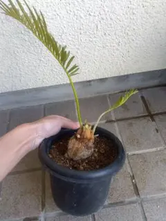 2026年最新】タイシルバー ソテツの人気アイテム - メルカリ