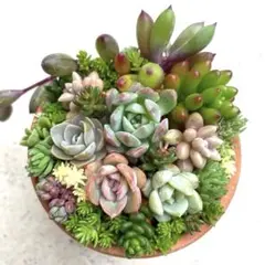 多肉植物　セダム　抜き苗　カット苗詰め合わせ