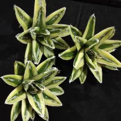 アガベ　パリー　斑入り　ボーダーガード　特価品の為値下げ不可　早い者勝ち‼️ アガベ パリー 斑入り ボーダーガード 特価品の為値下げ不可