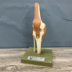 3F【希少・非売品】ノバルティスファーマ 肩関節模型 ボルタレン