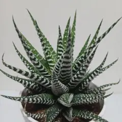 D25 多肉植物 ハオルチア 涙雫錦 糊斑 縞斑 極上斑 9株セット /検