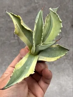 オバティフォリア　オルカ　巨大株 オバティフォリア オルカ 巨大株｜Yahoo!フリマ（旧PayPayフリマ）