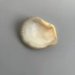 貝殻 トレイ