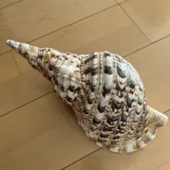 2025年最新】沖縄の法螺貝 ほら貝の人気アイテム - メルカリ