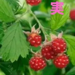 連絡用 ラズベリー苗 40～50g 2～3苗 棘あり品種 ラズベリー 苗 40～50g 棘あり2～3苗 - メルカリ