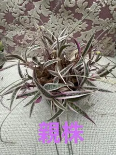斑入り多肉植物 シラービオラセア錦のサムネイル