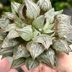 m*6様 アトロフスカミュータント　超美株　ハオルチア　観葉植物　40のサムネイル