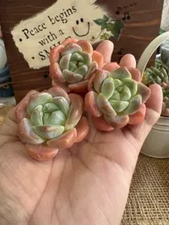 おーちゃん様 リクエスト 3点 まとめ商品