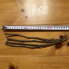 挑戦者募集！ Banyols 極細 イチジク いちじく 穂木