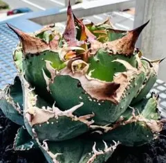 2025年最新】蚩尤 アガベの人気アイテム - メルカリ