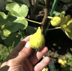 2026年最新】イチジク穂木の人気アイテム - メルカリ