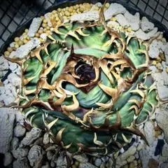 2025年最新】アガベ星空の人気アイテム - メルカリ