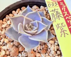 2025年最新】ミックスベリアの人気アイテム - メルカリ