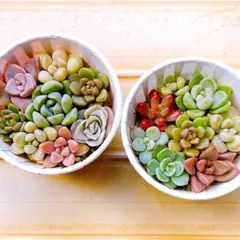 ②【メルカリ便】多肉植物　寄せ植え　そのまま飾れる【2セット】