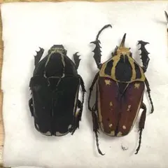 2026年最新】ウガンデンシスオオツノカナブン 標本の人気アイテム