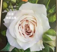 2026年最新】廃盤 バラ苗の人気アイテム - メルカリ