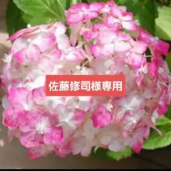 紫陽花 絞り咲き ラブリーデイ 花なし 特大 来年用 - メルカリ