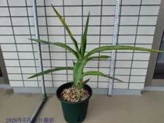 サンスベリア Sansevieria scimitariformis R944 - メルカリ