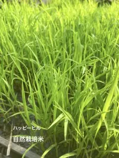2026年最新】陸稲の人気アイテム - メルカリ