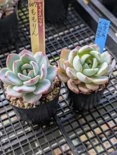 多肉植物 青鬼＆桜鬼 抜き苗 ミックスベリアおらいさん苗 - メルカリ