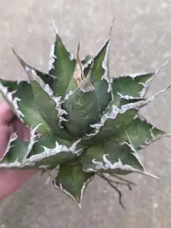 2025年最新】アガベ 大株の人気アイテム - メルカリ