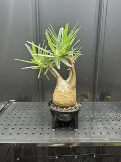 NEIGHBORHOOD SRL CYLINDER PLANT 鉢 プランター Amazon.co.jp: NEIGHBORHOOD SRL CYLINDER TYPE PLANT LPOT 鉢