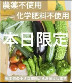 本日限定セット　農薬不使用　化学肥料不使用　安心　野菜詰め合わせ