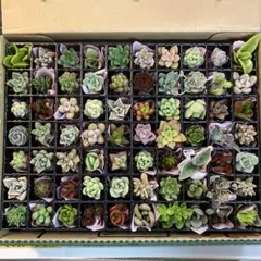 多肉植物詰め合わせ⭐️宝石箱⭐️