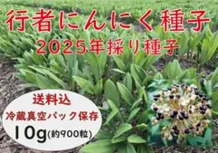 行者にんにく 2025年採り種10g×5 貴重な山菜を栽培【精選種子】 行者にんにく 2025年採り種10g(約900粒) 貴重な山菜を栽培【精選種子
