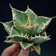 アガベ　ビッグトゥース　メルカリ便 2025年最新】アガベの人気アイテム - メルカリ