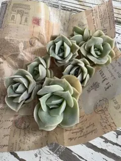 ✨️多肉植物 ラブリーローズ 抜き苗✨️ - メルカリ