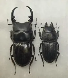 2025年最新】クワガタの人気アイテム - メルカリ