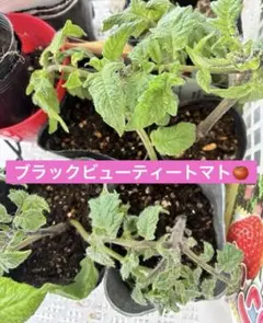 2025年最新】苗の人気アイテム - メルカリ