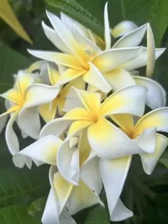 プルメリア苗木 園芸品種 Ammaron's Curly White カット苗 - メルカリ