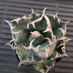 カクショウ様 リクエスト 3点 まとめ商品