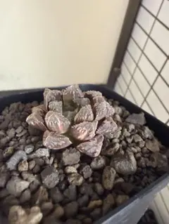 多肉植物 ハオルチア 新氷砂糖錦 鮮明錦 糊斑 - メルカリ