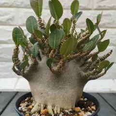 クレアパパ様 専用 アデニウム アラビカム ウワン ダム 鉢植え A-2