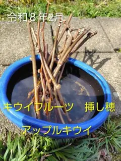 キウイフルーツ・アップルキウイ 挿し穂セット