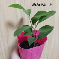 choco‪‪☺︎‬@プロフ必読⌄̈⃝様 リクエスト 2点 まとめ商品